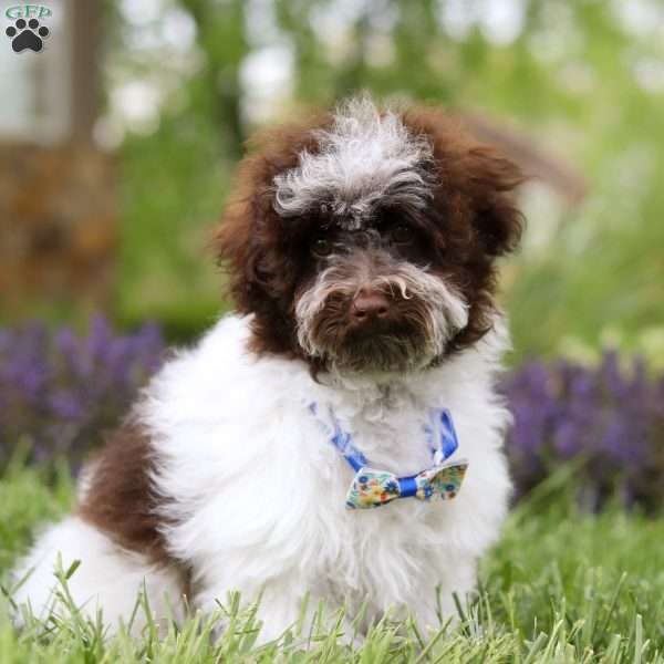 Max, Havapoo Puppy